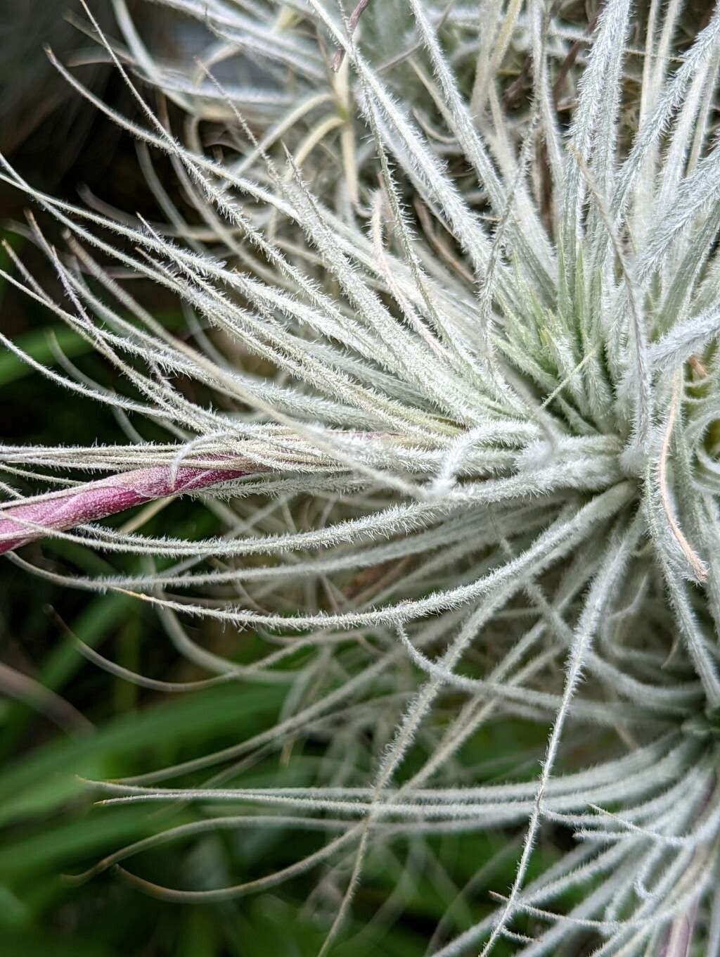Tillandsia tectorum leaf