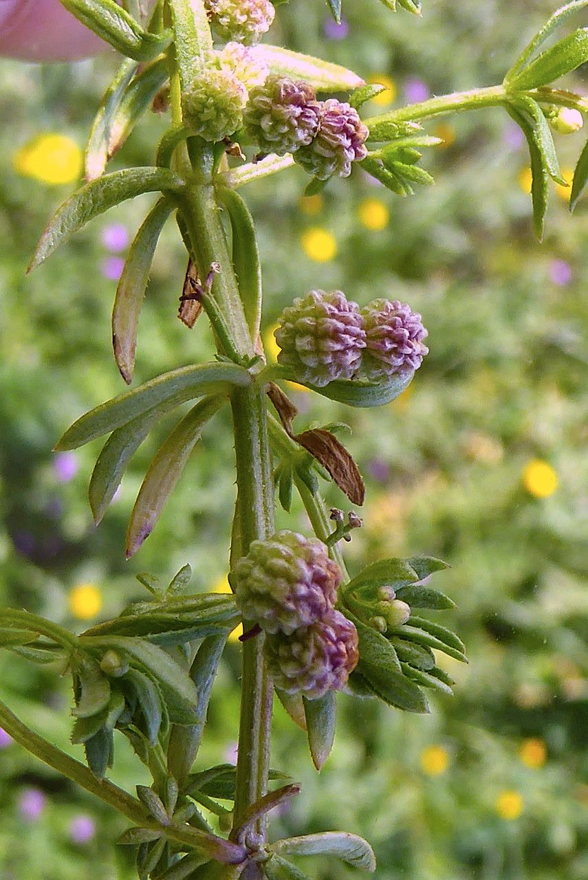 Galium verrucosum fruit