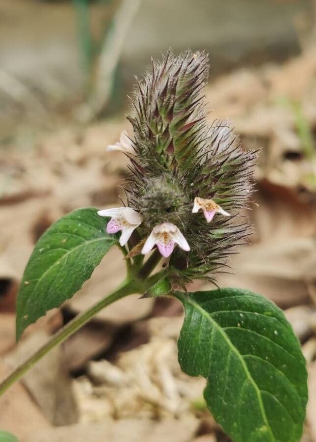 Lepidagathis incurva flower