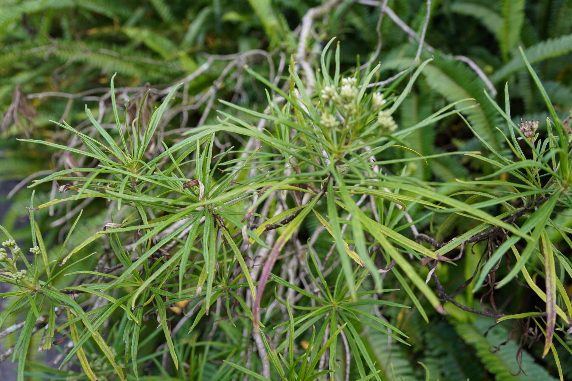 Monarrhenus pinifolius — related species from the same genus