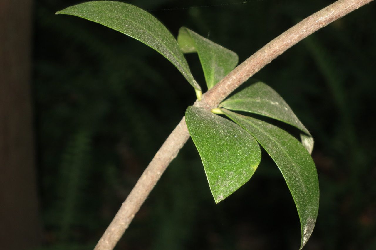 Pittosporum cornifolium bark