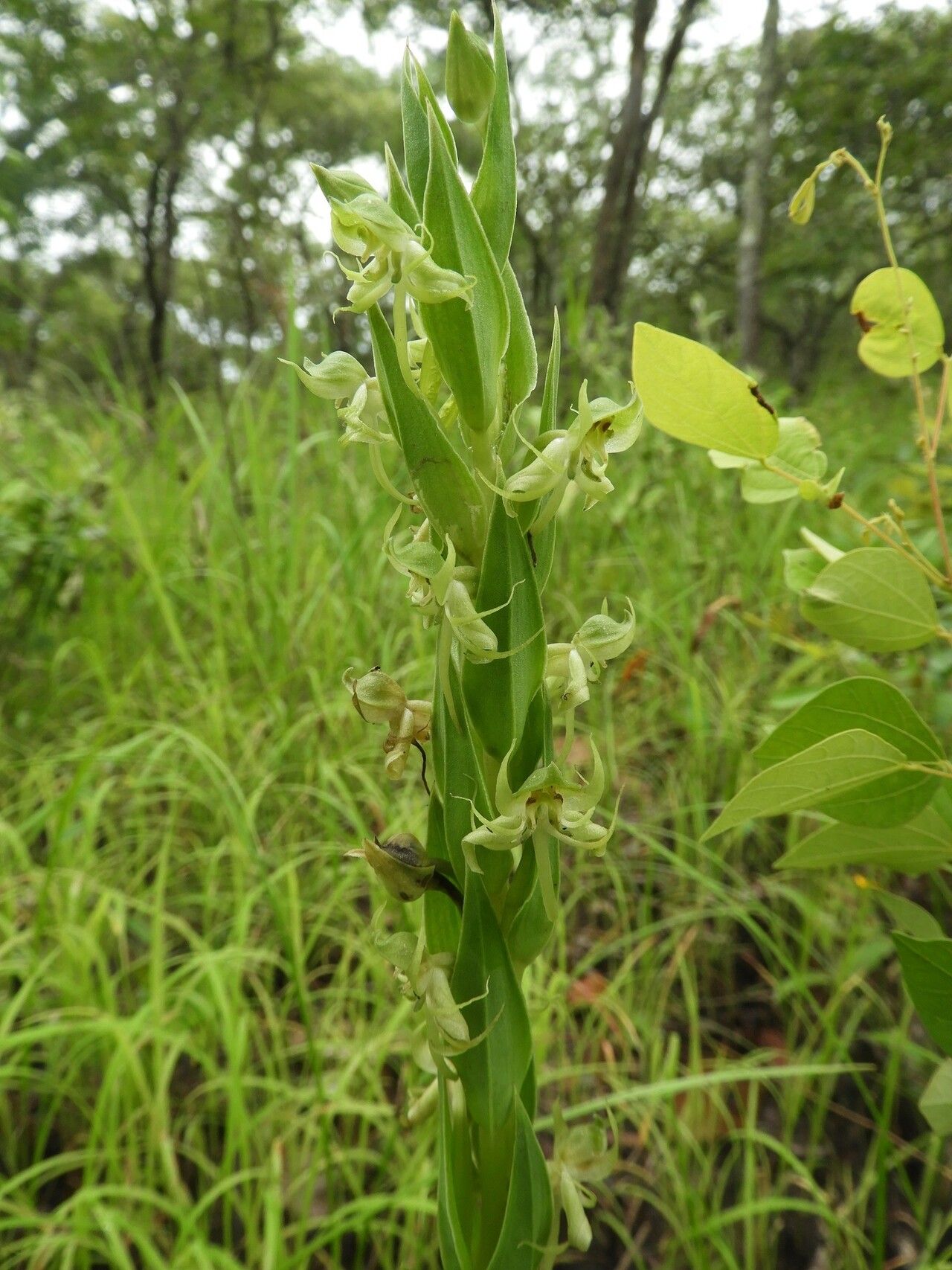 Habenaria njamnjamica flower