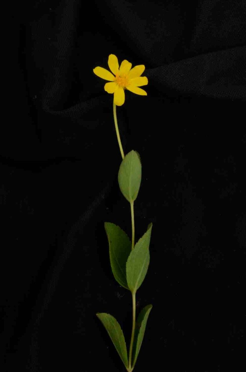 Calea cuneifolia leaf