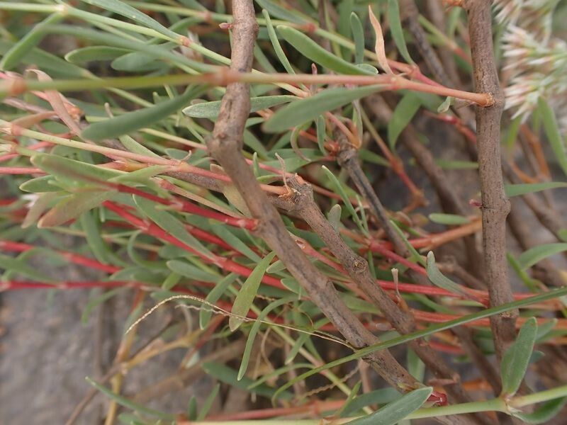 Polycarpaea rheophytica — houseplant care guide