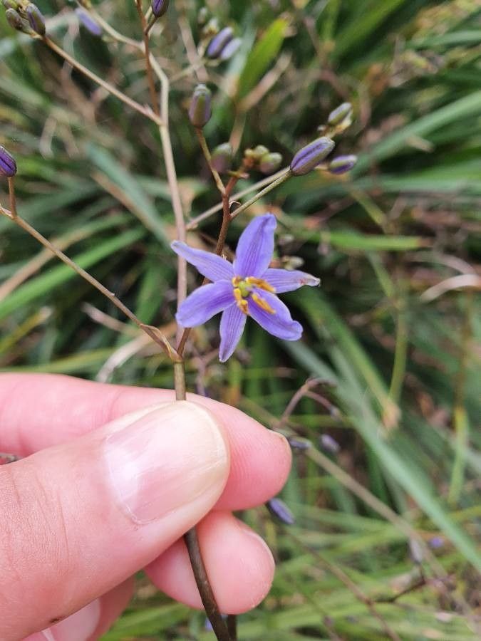 Dianella revoluta flower