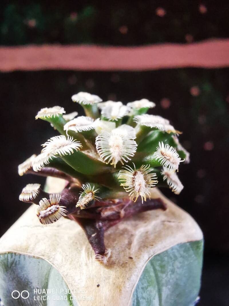 Mammillaria bertholdii — houseplant care guide