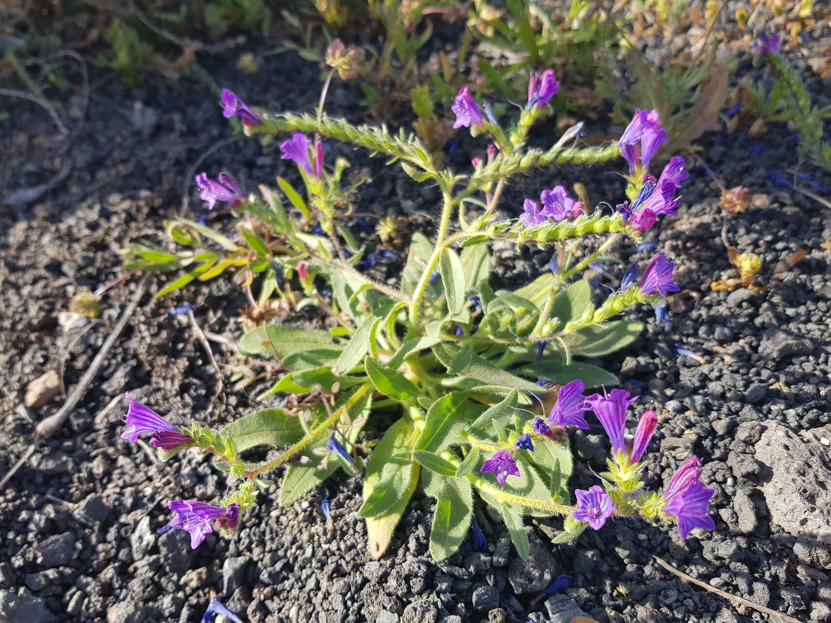 Echium bonnetii flower