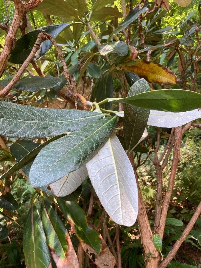 Rhododendron montroseanum — houseplant care guide