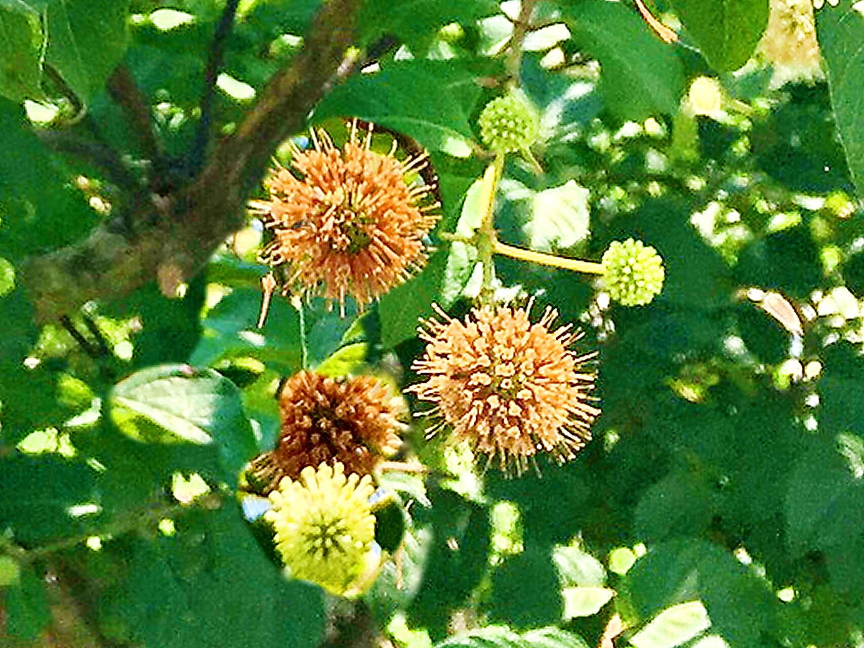 Cephalanthus tetrandrus — search result for 'Cephalanthus'
