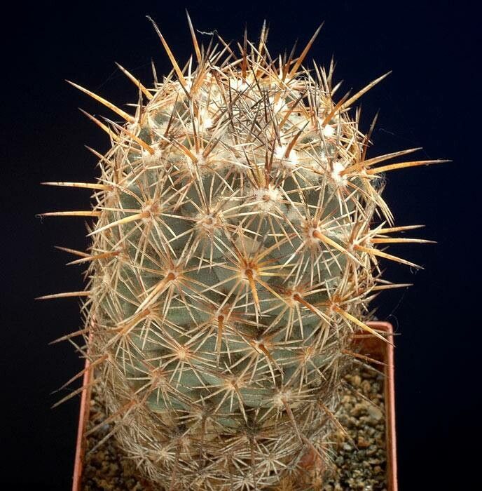 Coryphantha echinoidea — search result for 'Coryphantha'