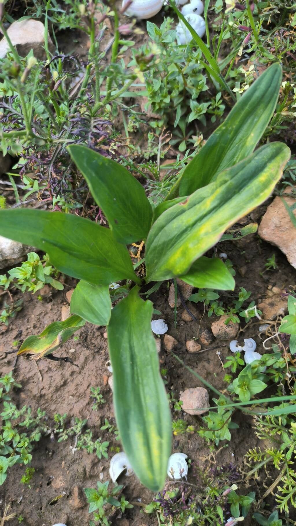 Biarum dispar — related species from the same genus