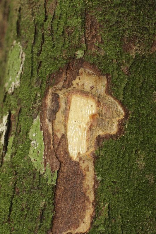 Chrysophyllum durifructum other