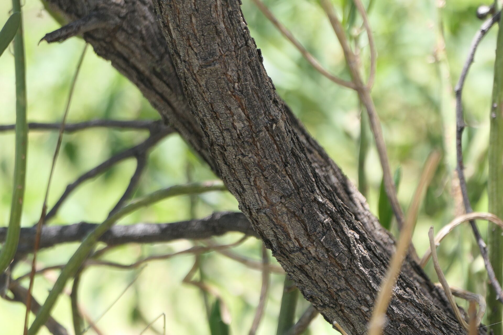 Senegalia hereroensis bark