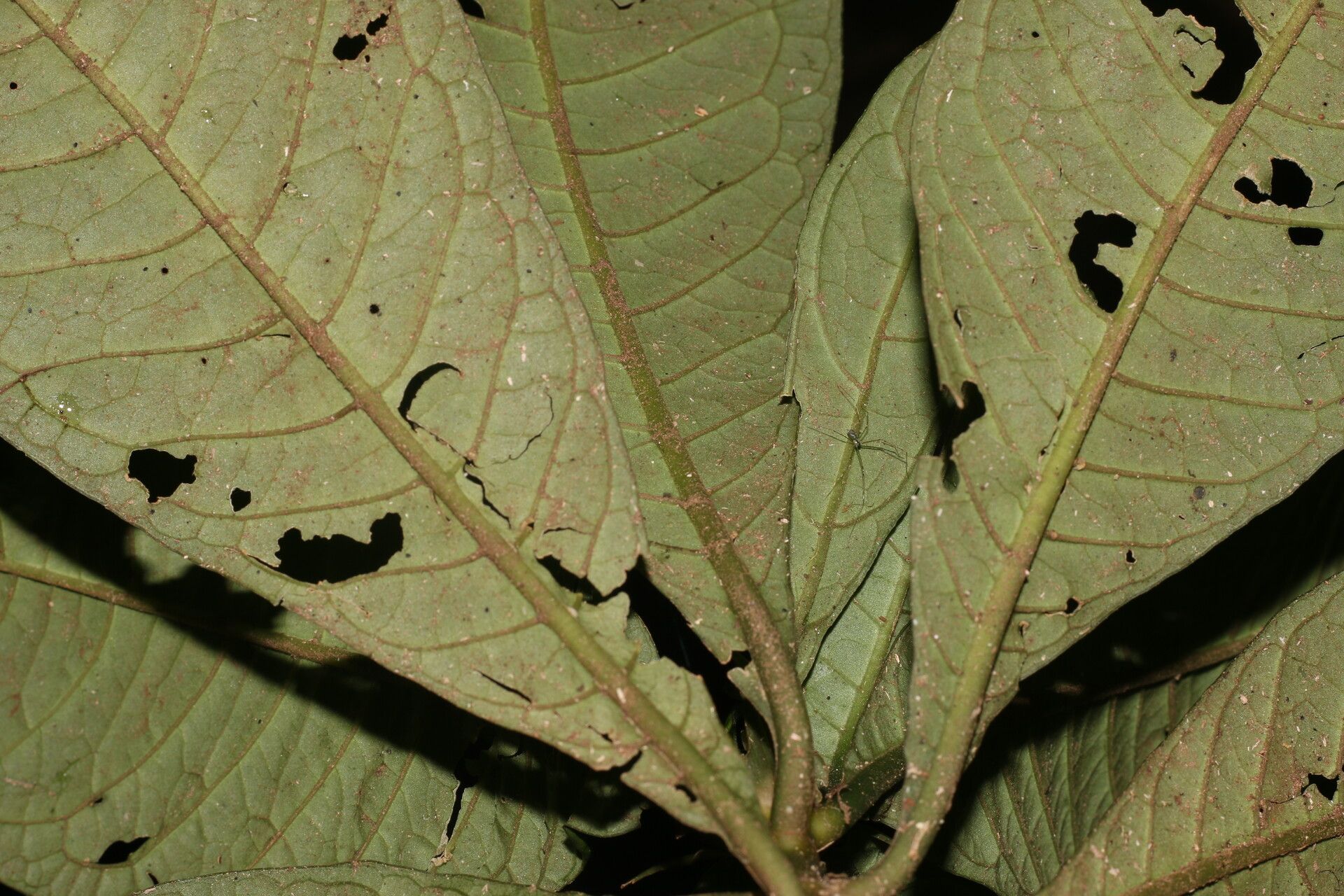 Psychotria alfaroana leaf