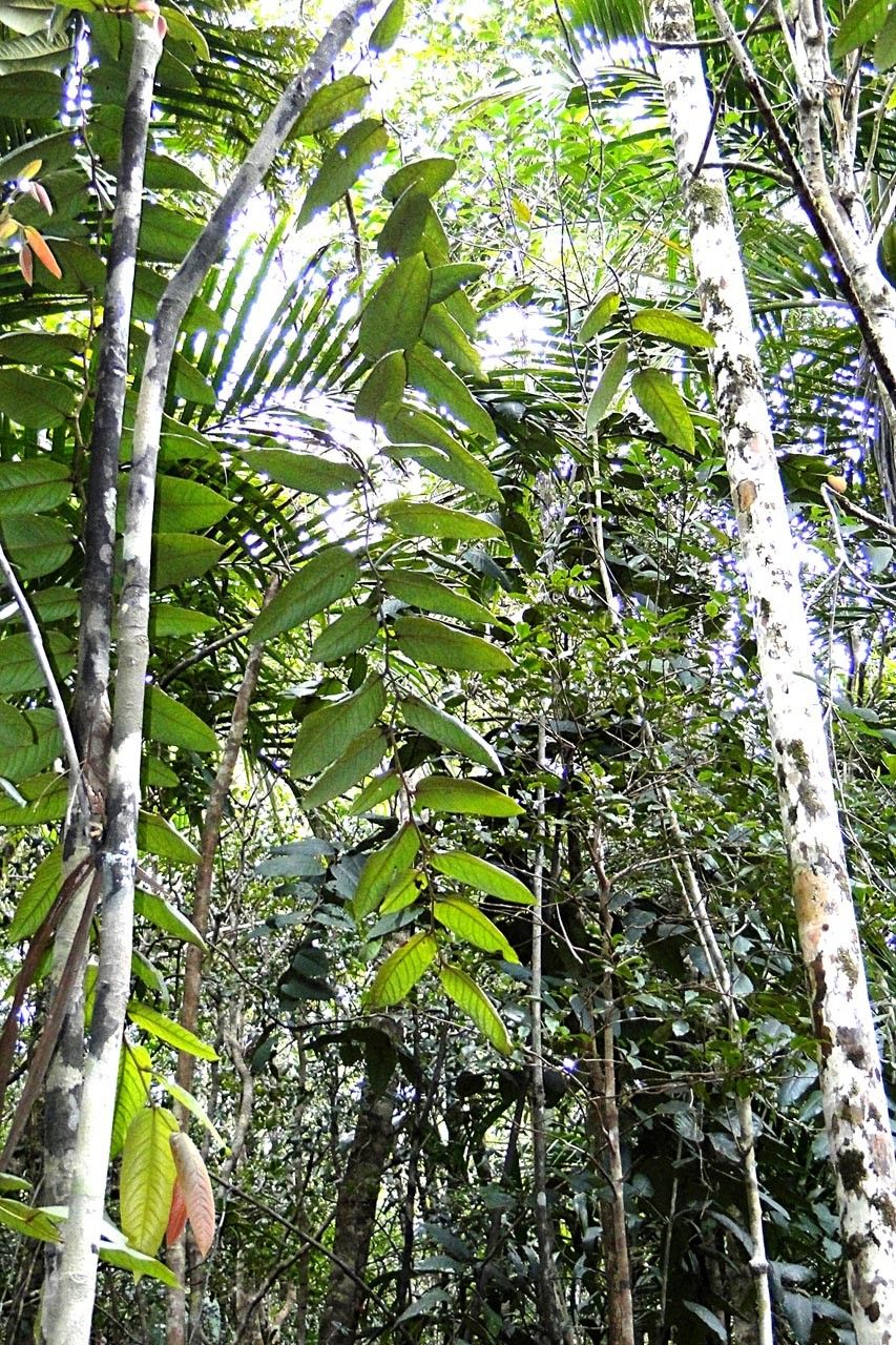 Diospyros margaretae habit