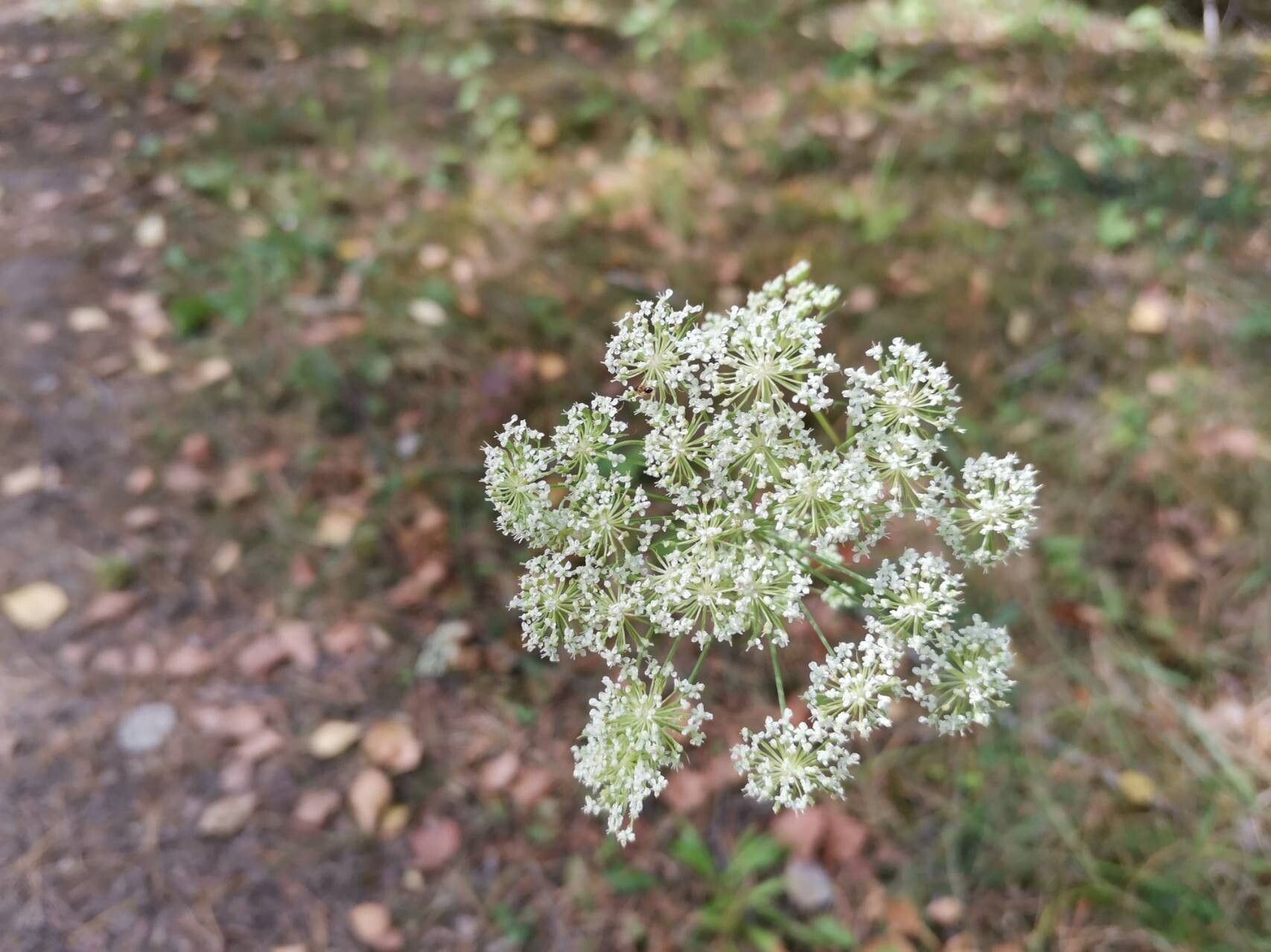 Cenolophium fischeri flower