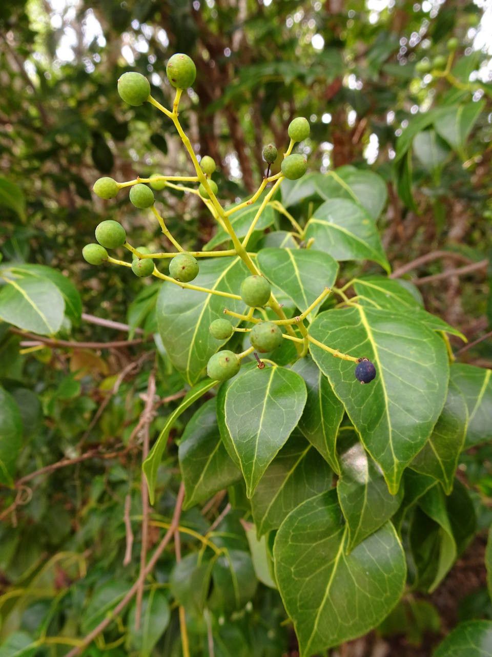 Amyris elemifera fruit