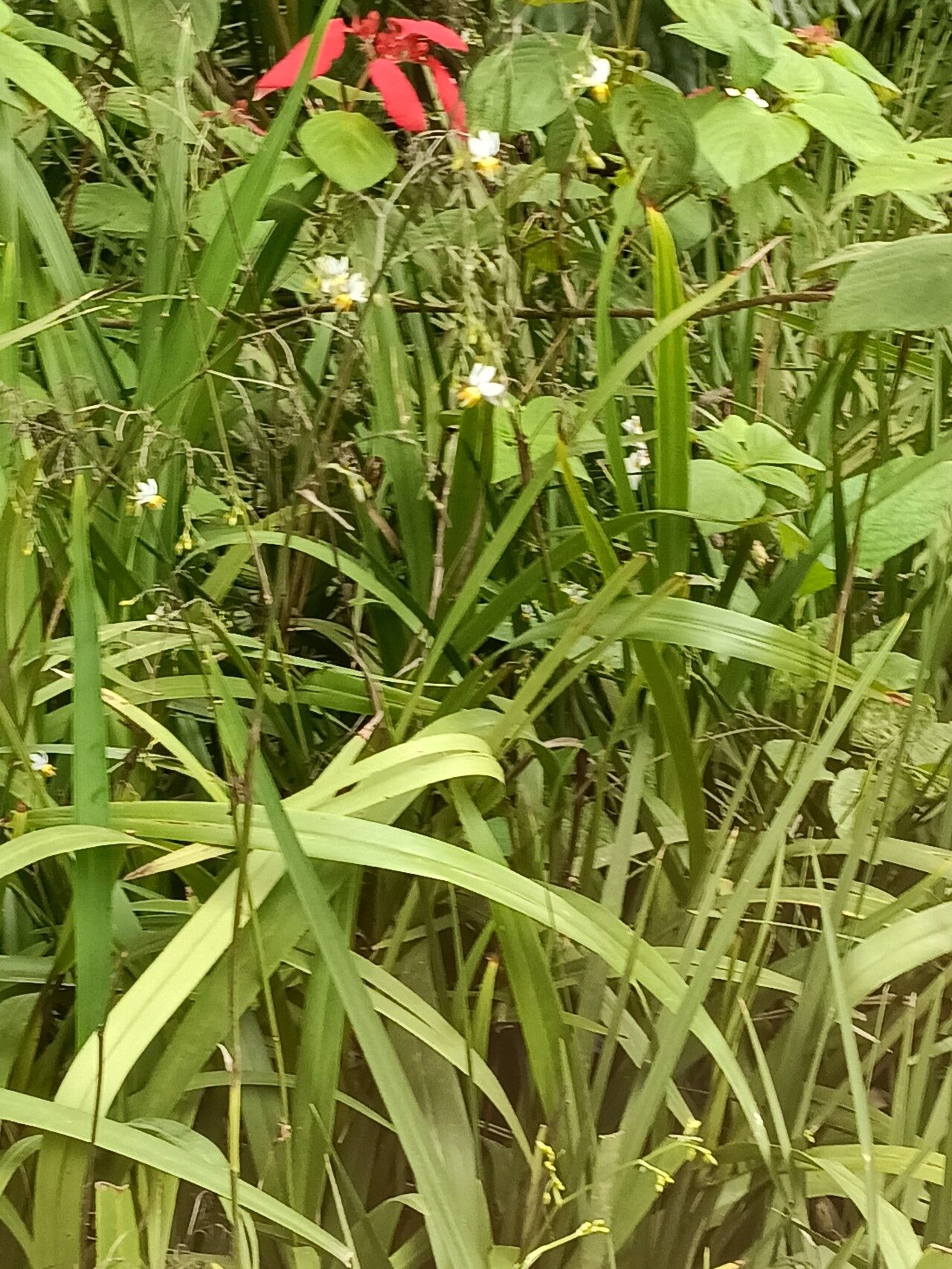 Chlorophytum saundersiae habit