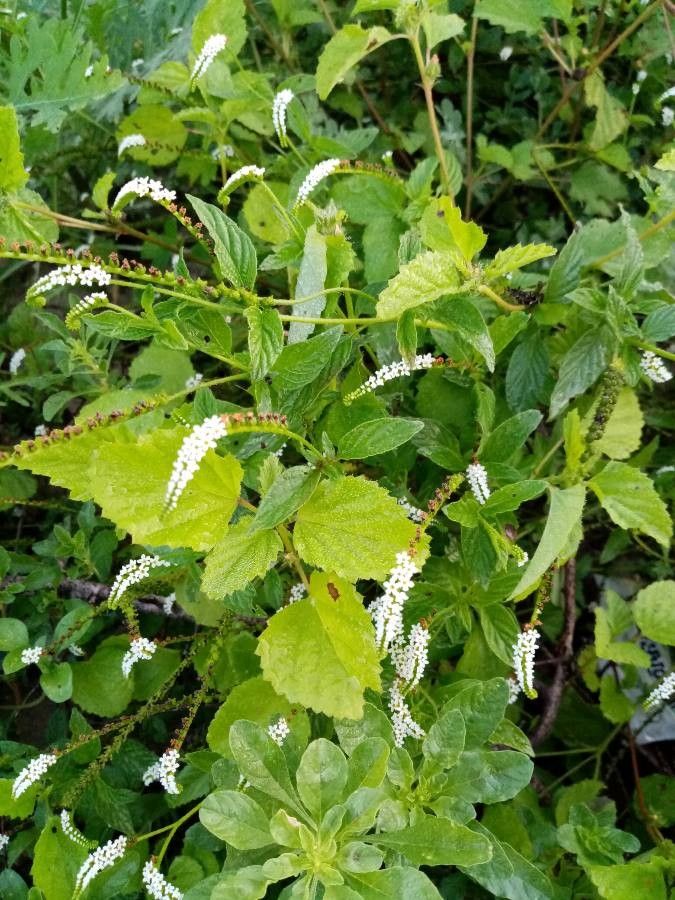 Heliotropium angiospermum flower
