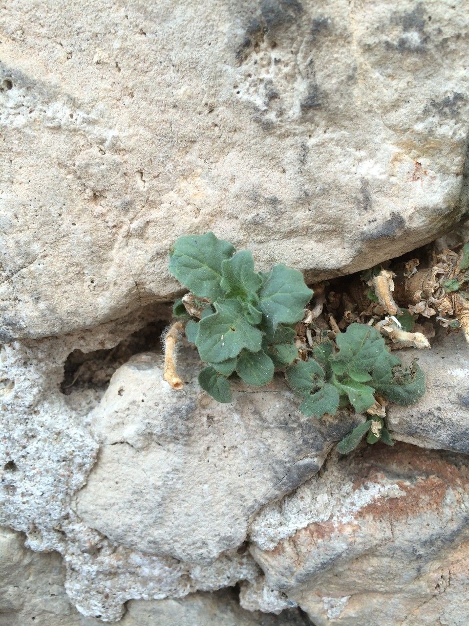 Rumex aquitanicus x Rumex crispus — houseplant care guide