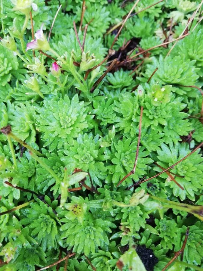 Saxifraga praetermissa leaf