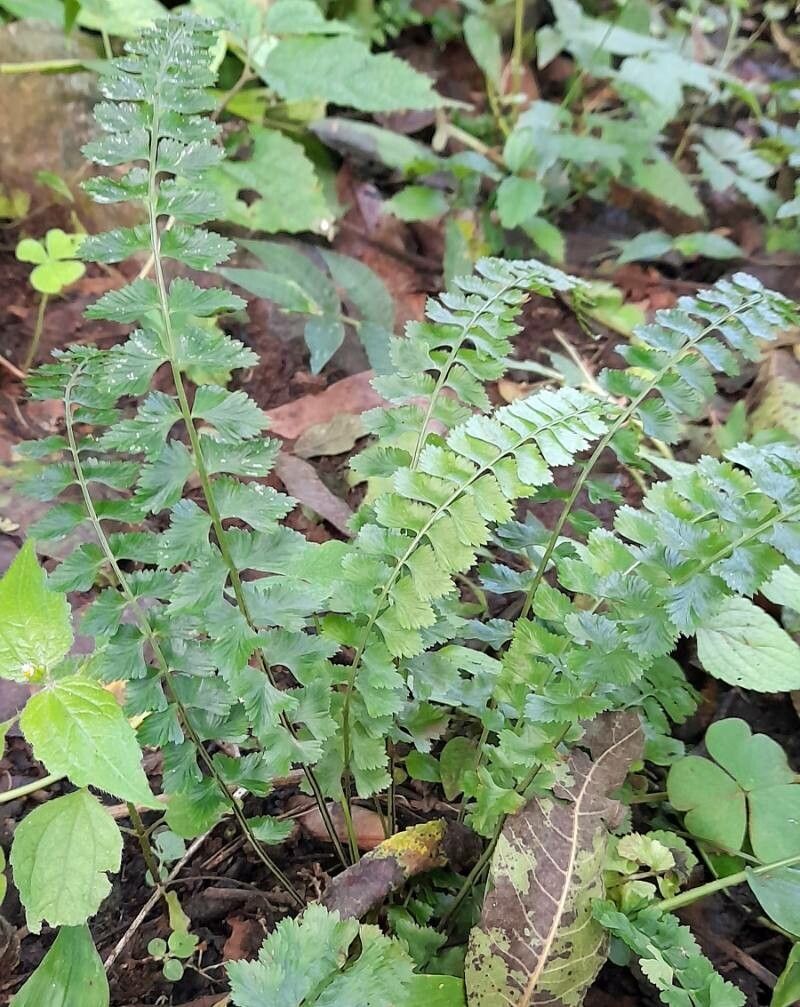 Asplenium lorentzii habit