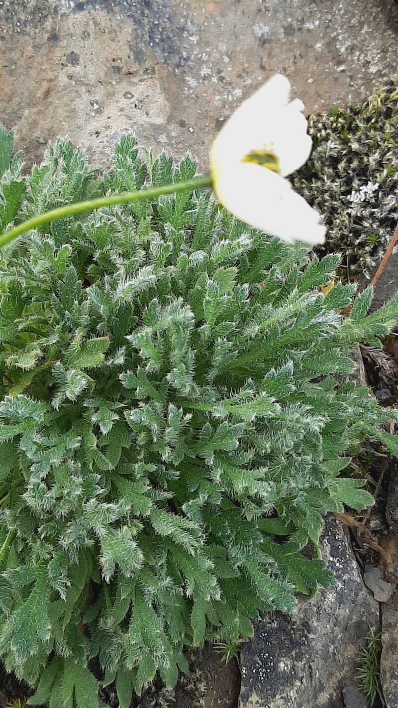 Papaver dahlianum leaf