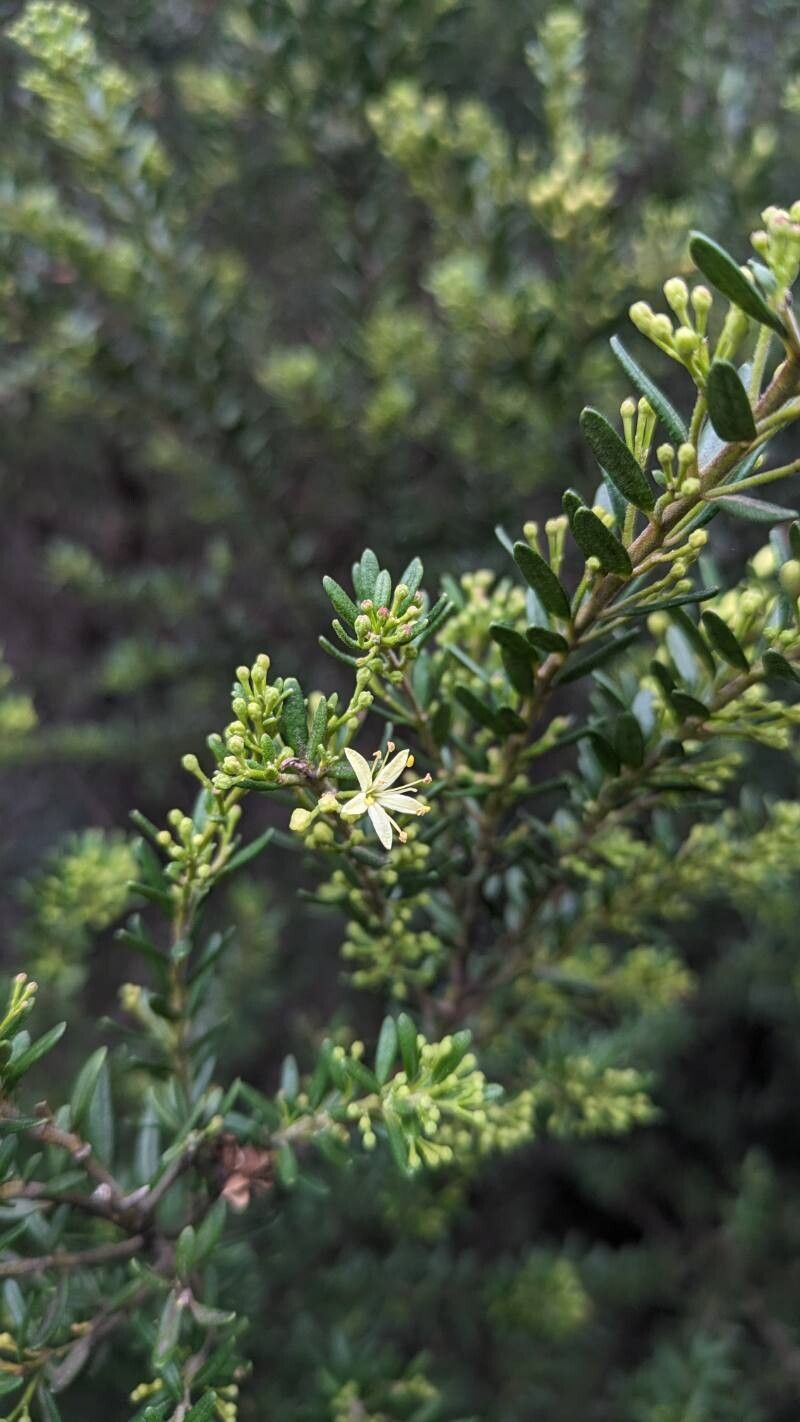 Leionema phylicifolium — related species from the same genus