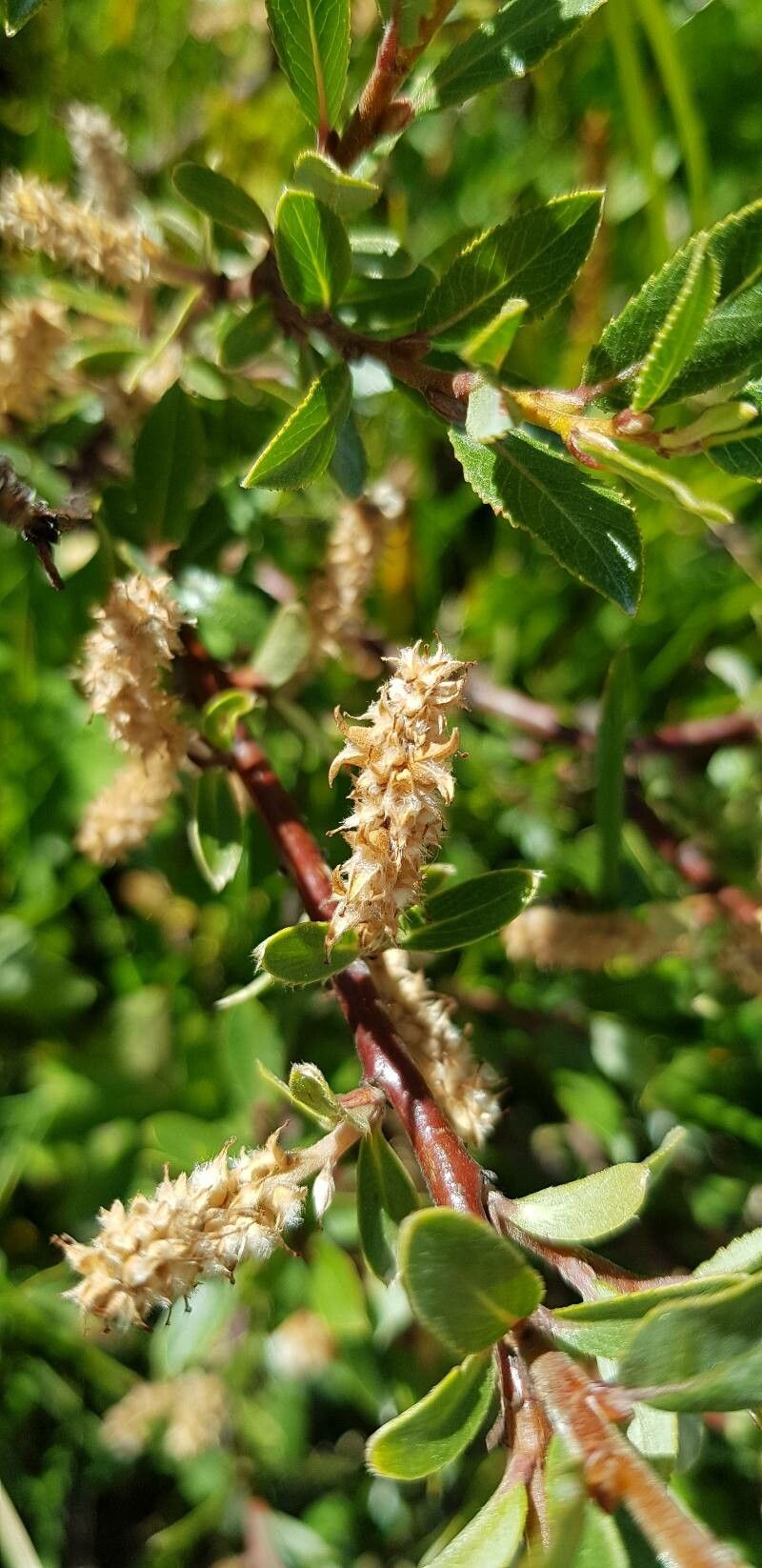 Salix foetida fruit
