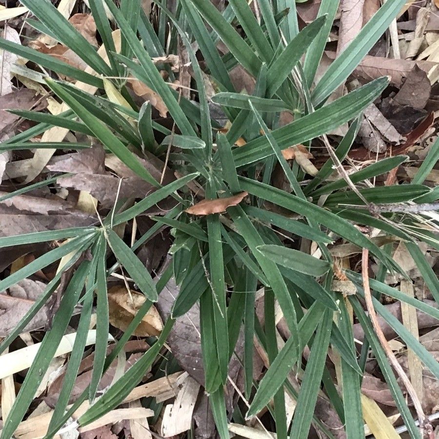 Trithrinax schizophylla — related species from the same genus