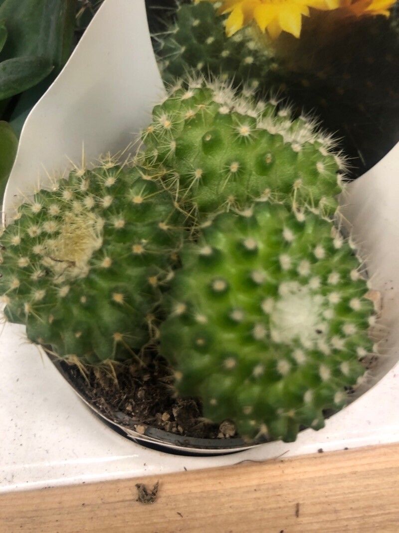 Parodia chrysacanthion leaf