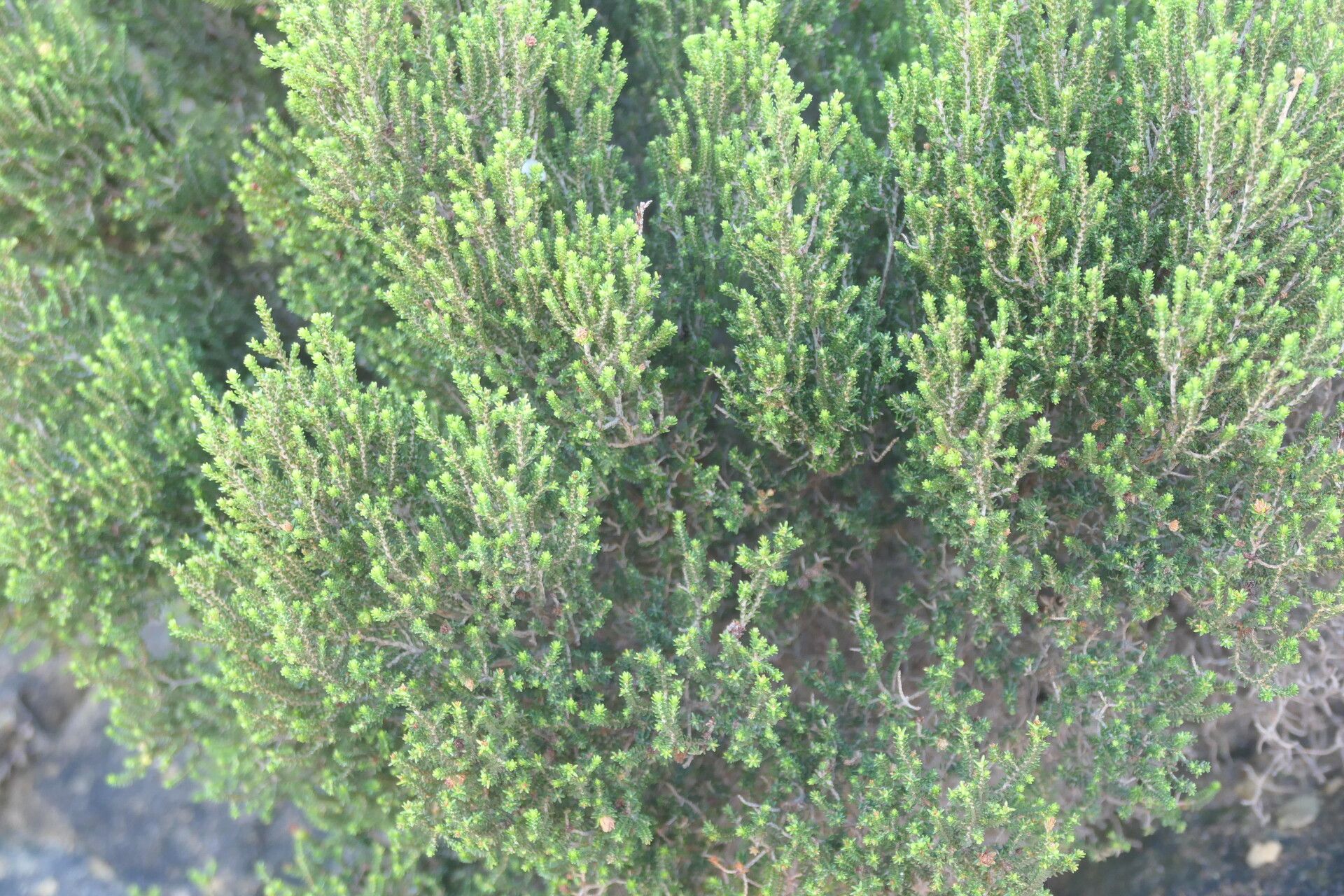 Erica tristis habit