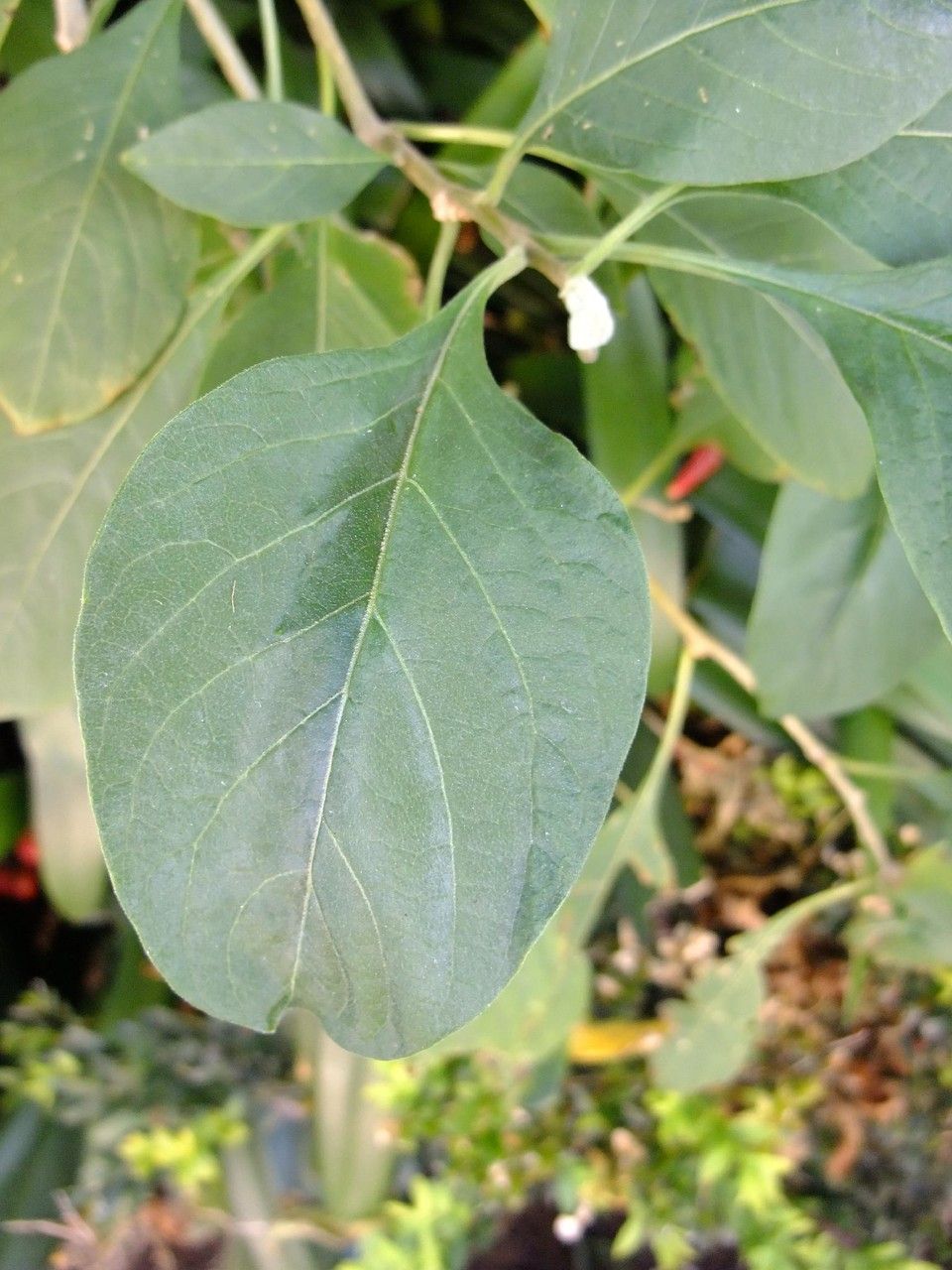 Iochroma cyaneum — search result for 'Ecuador'