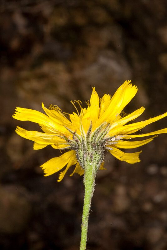 Hieracium pictum bark