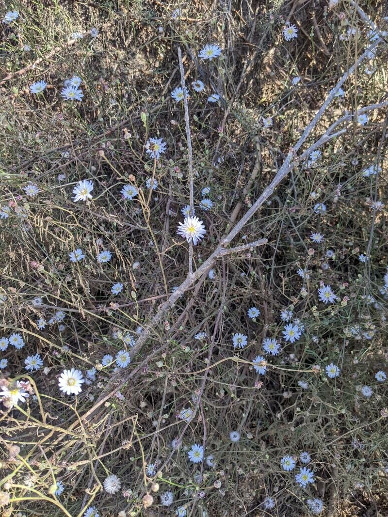 Rafinesquia californica habit