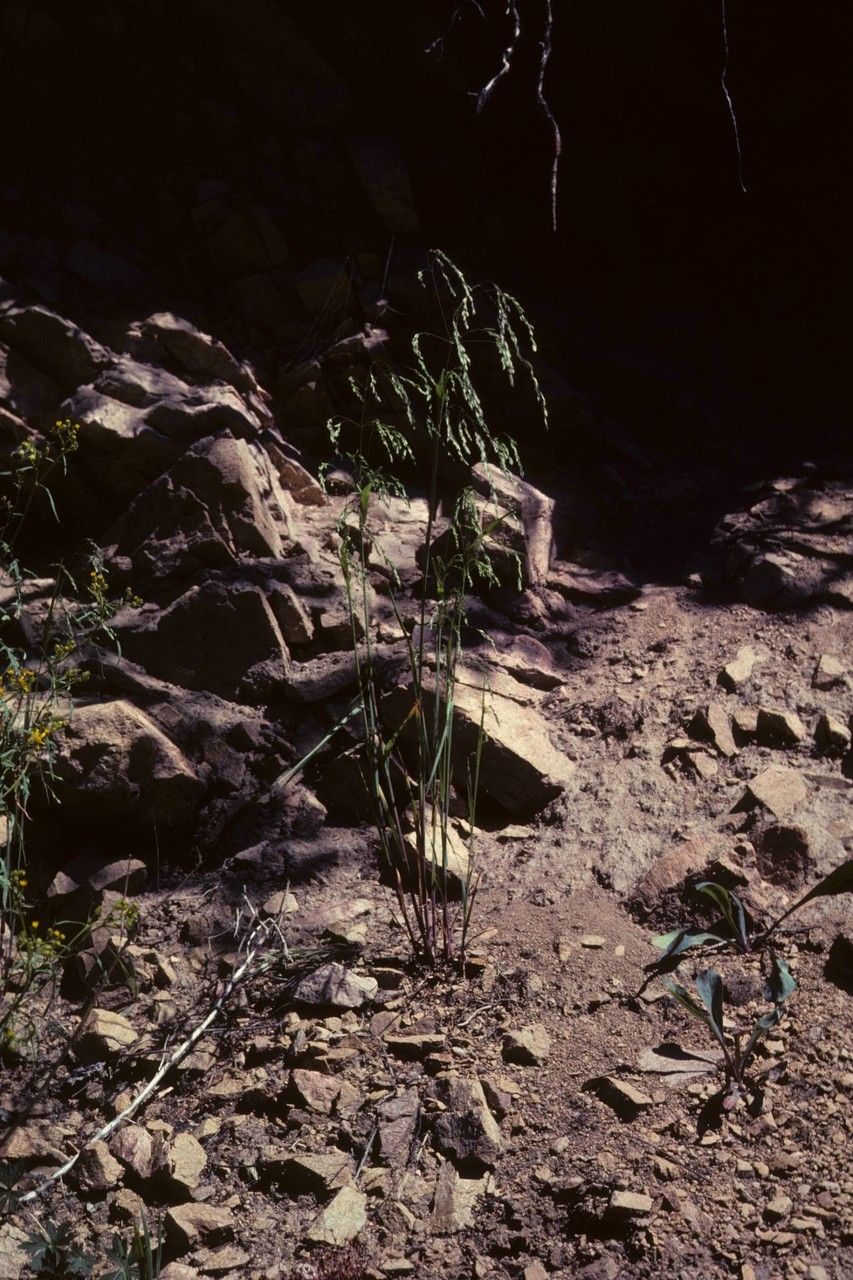 Poa occidentalis habit