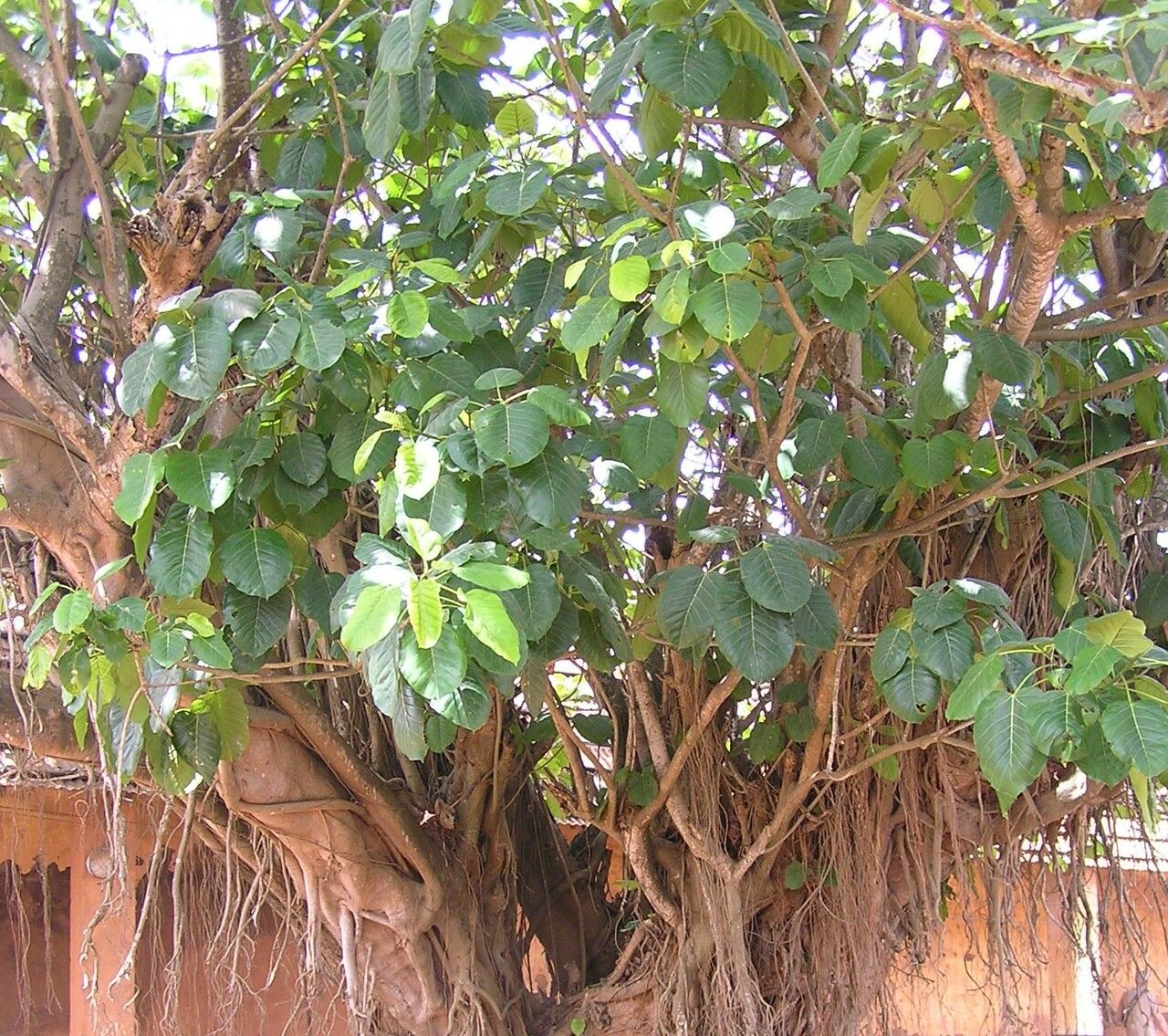 Ficus platyphylla — search result for 'Ficus'