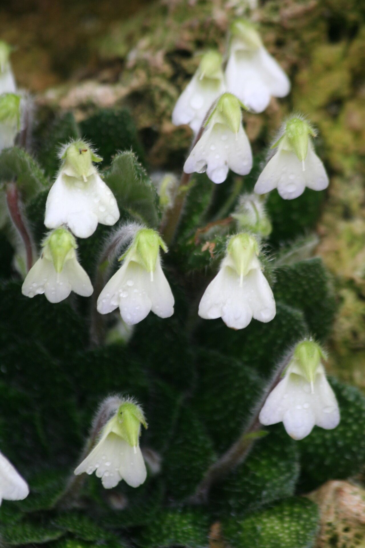 Petrocosmea cryptica — related species from the same genus