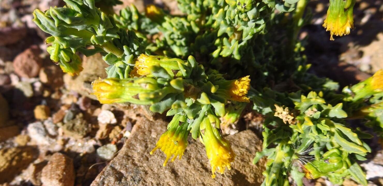 Senecio nutans flower