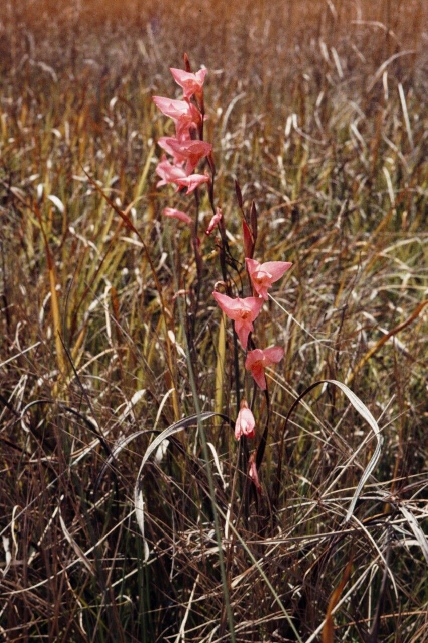 Gladiolus melleri — search result for 'Gladiolus'