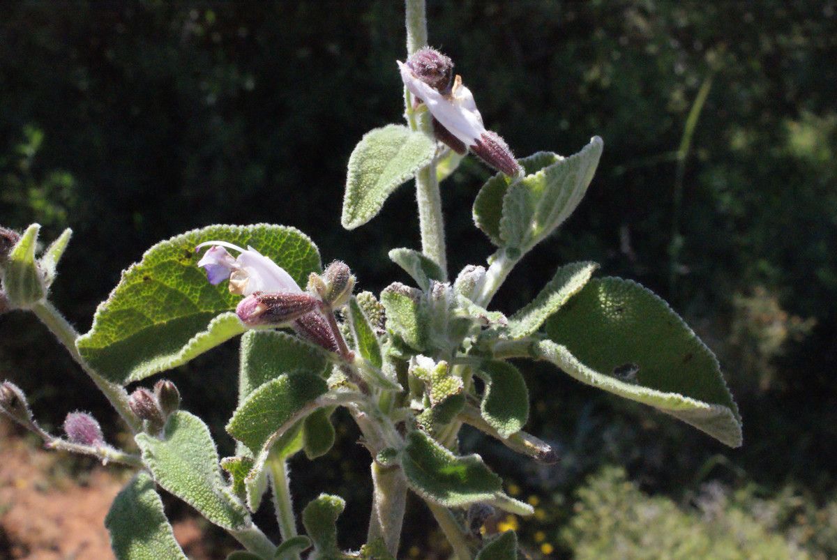Salvia pomifera leaf