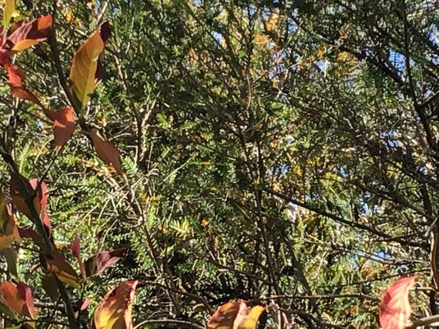 Melaleuca decussata — search result for 'Melaleuca'