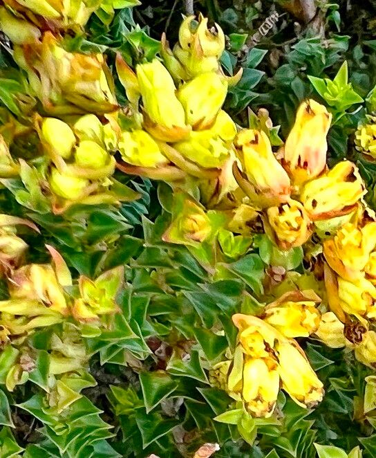 Penaea mucronata — related species from the same genus