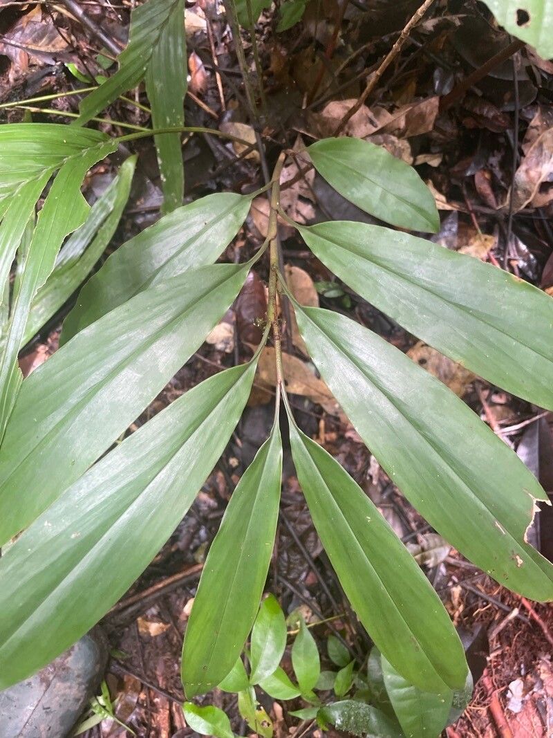 Renealmia floribunda — search result for 'Renealmia'