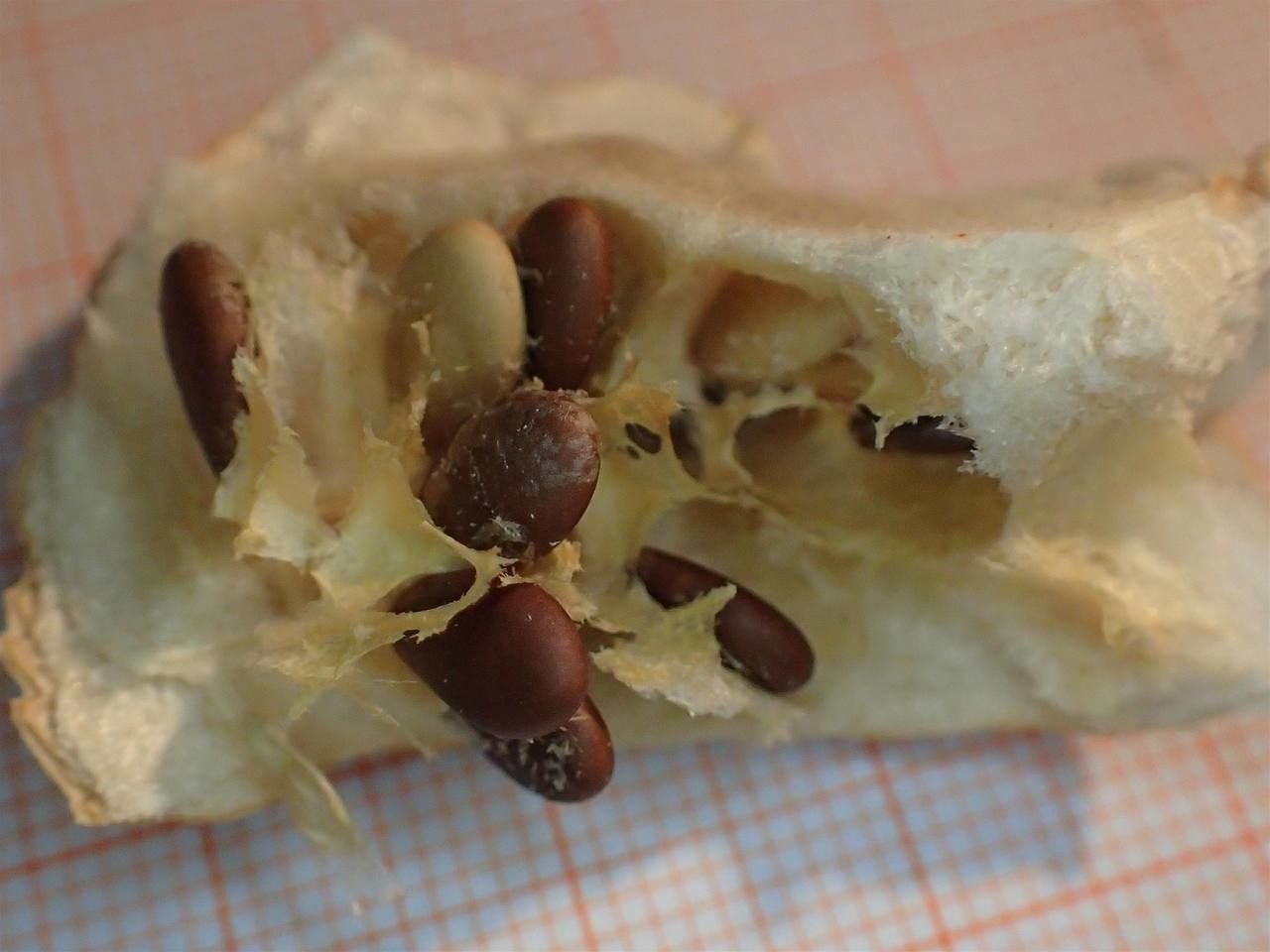 Citrullus colocynthis fruit