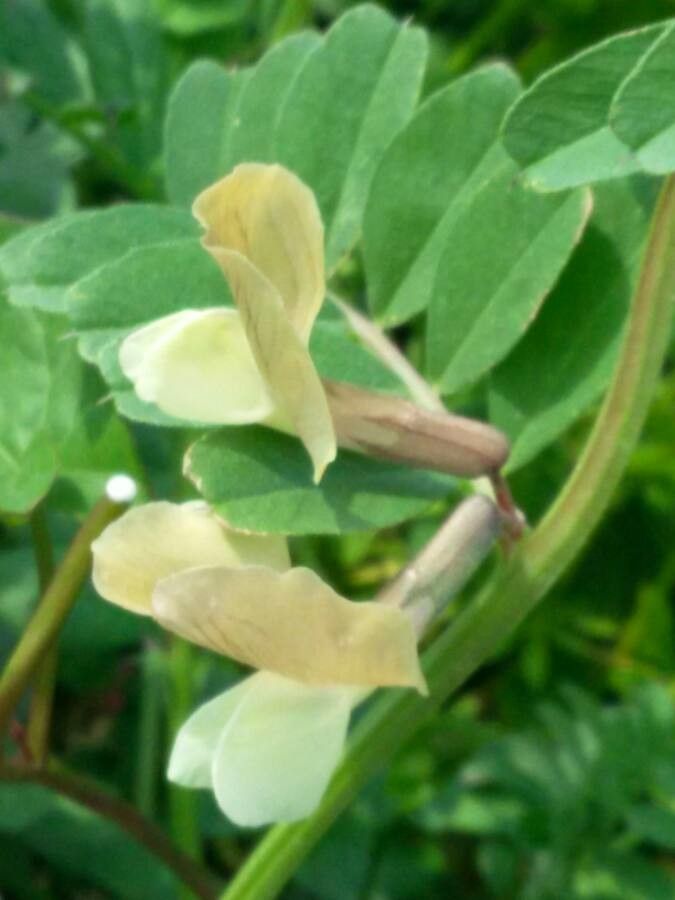 Vicia hybrida — search result for 'Vicia'