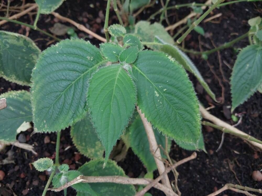 Strobilanthes glomerata leaf