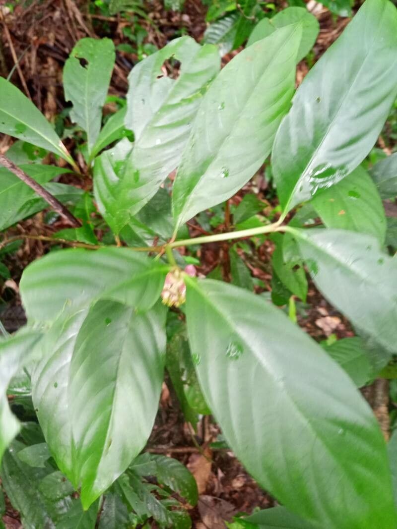 Palicourea dichotoma fruit