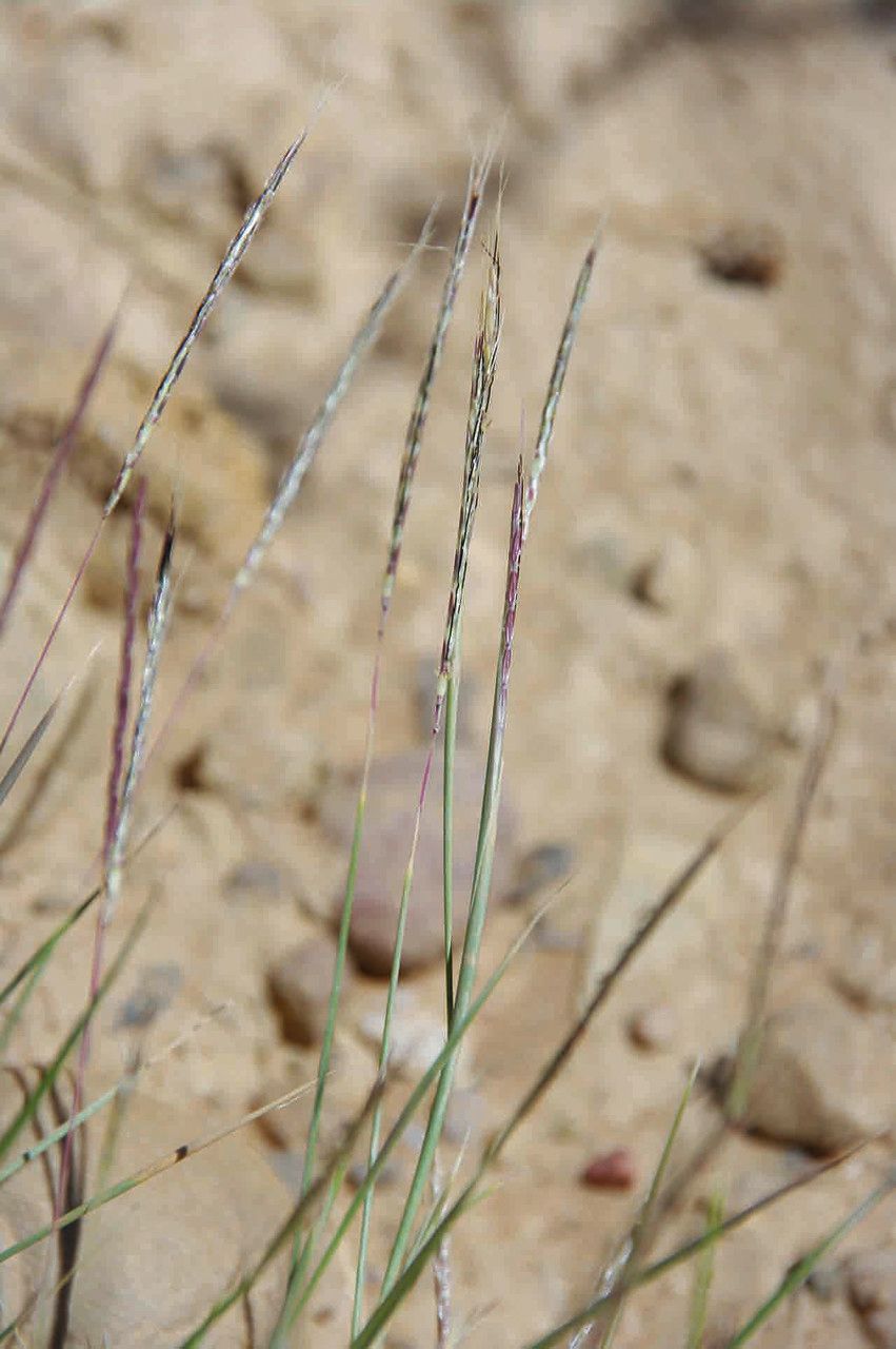 Dichanthium foveolatum leaf