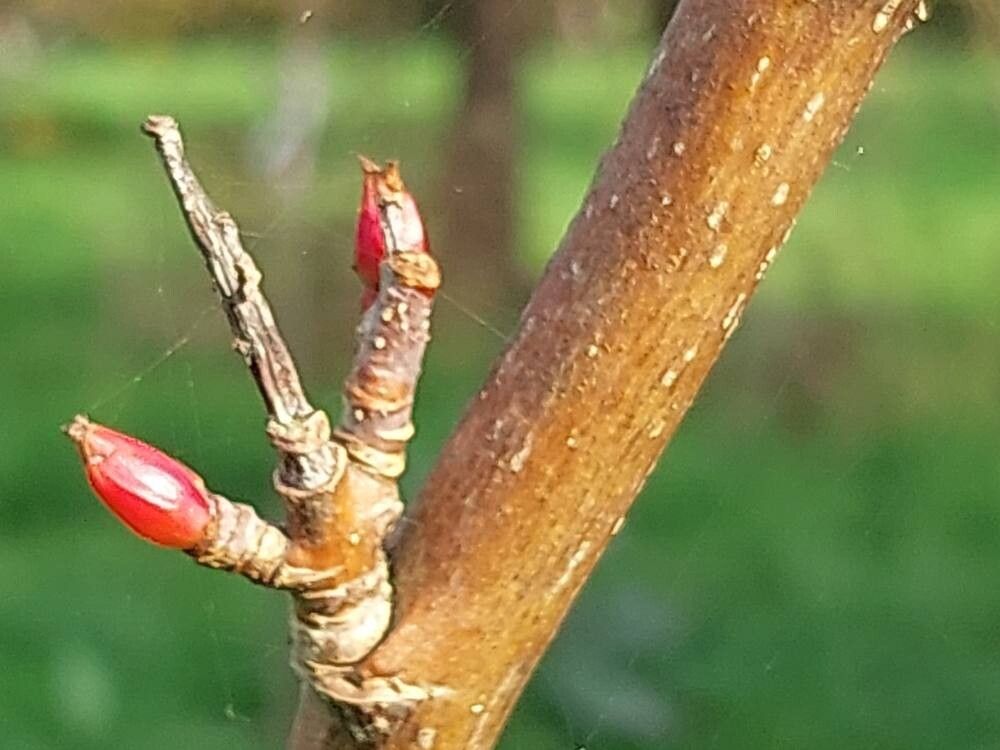 Sorbus randaiensis bark